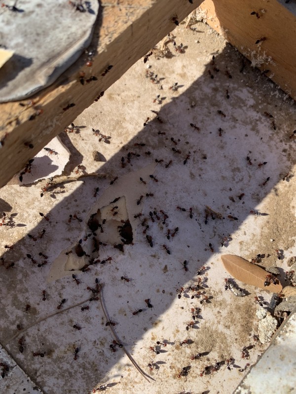 Traitement de charpente contre les fourmis charpentières à Bandol, Sanary-sur-Mer et Saint-Cyr-sur-Mer