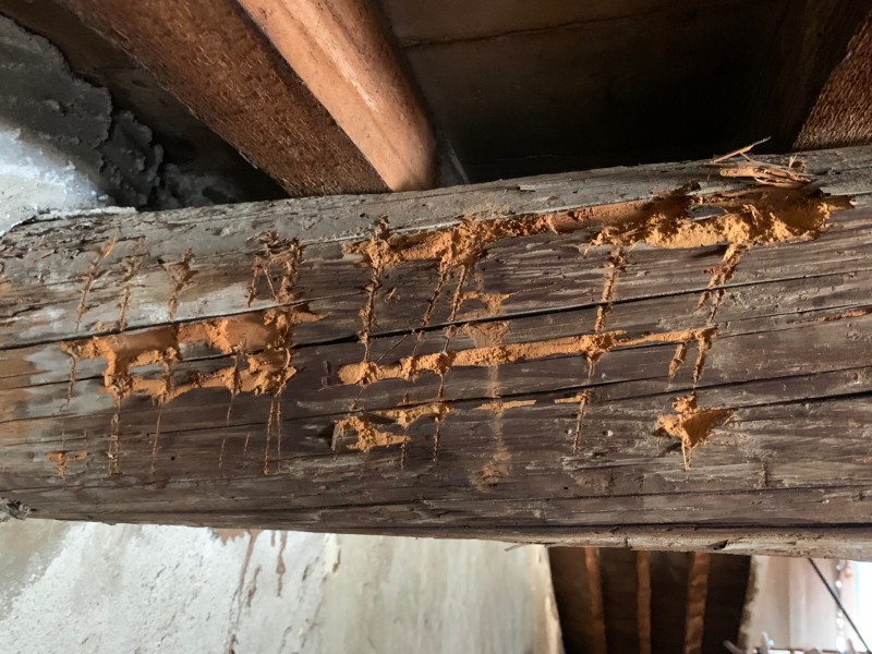 Traitement contre les fourmis Charpentière sur charpente bois à Toulon dans le Var
