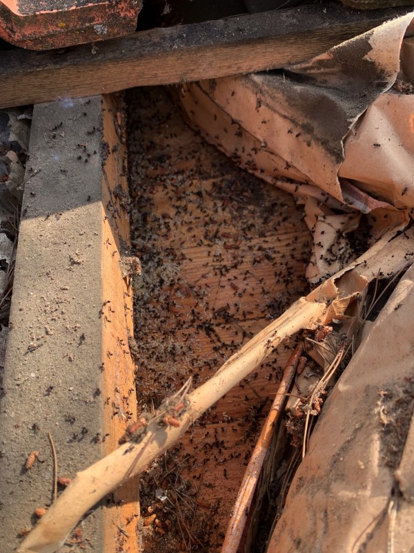 Charpentier, couvreur à la cadière d’azur pour traitement fourmis charpentière