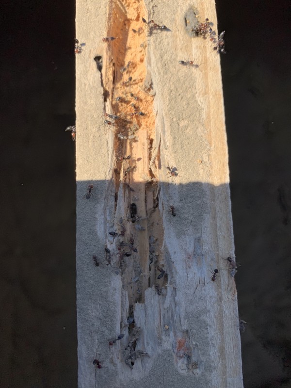 Couvreur pour traitement anti fourmis charpentière six fours les plages dans le var