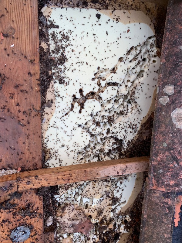 Traitement fourmis Charpentière sur charpente bois traditionnel et panneaux de sous toiture polyuréthane à six fours les plages dans le Var