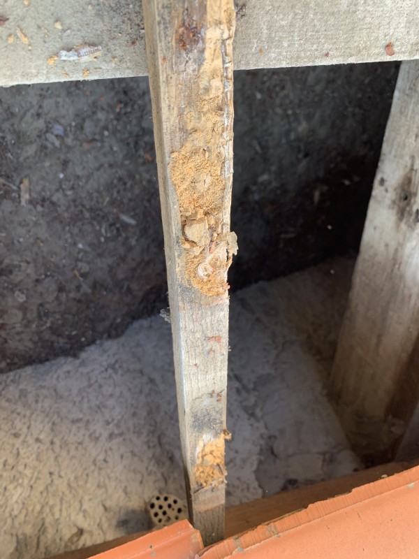 Charpentier, couvreur à la cadière d’azur pour traitement fourmis charpentière