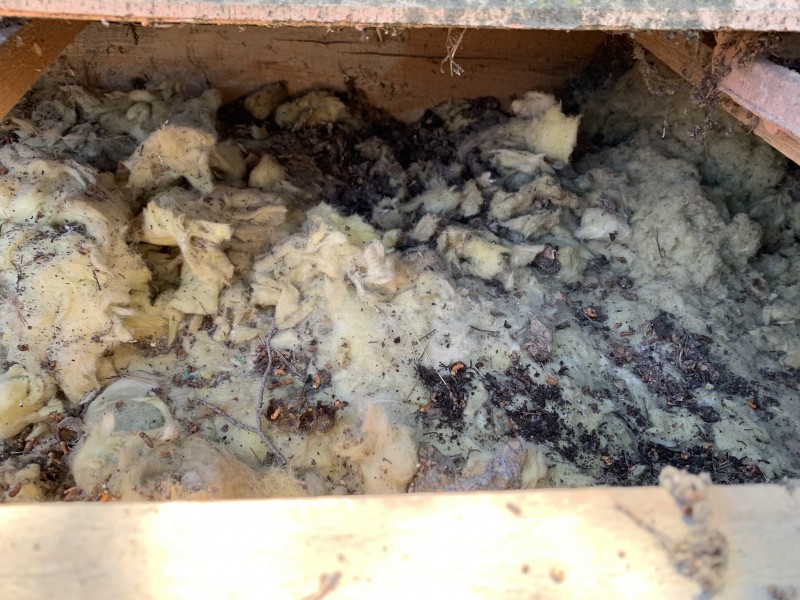 traitement fourmis charpentière sur charpente bois a six fours les plages