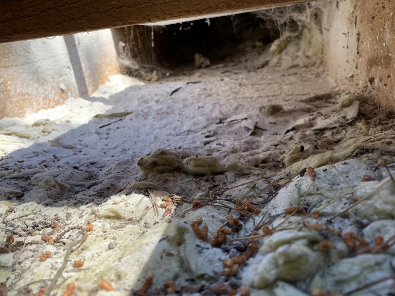 traitement fourmis charpentière sur charpente bois a six fours les plages