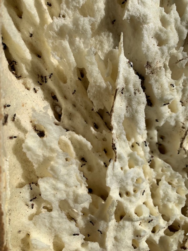 Réfection et remplacement de  toiture tuile canal à tenon par une toiture en Plaque soutuile(PST) et tuile canal a Sanary sur mer dans le Var en région Sud PACA