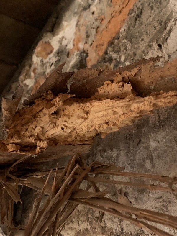 Traitement contre les fourmis Charpentière sur charpente bois à Toulon dans le Var