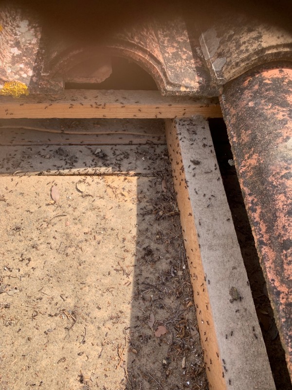 Traitement fourmis Charpentière sur charpente bois traditionnel et panneaux de sous toiture polyuréthane à six fours les plages dans le Var