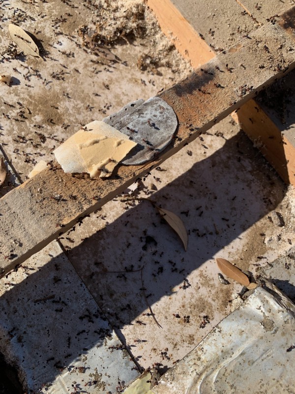 Traitement de charpente contre les fourmis charpentières à Bandol, Sanary-sur-Mer et Saint-Cyr-sur-Mer