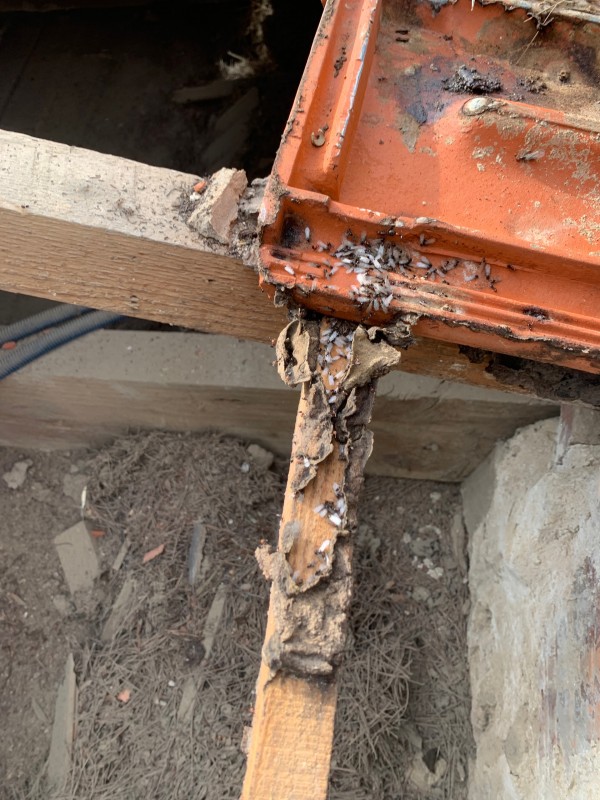 Traitement anti fourmi Charpentière et destruction d’une fourmilière sur charpente bois d’une véranda et une toiture à six fours les plages