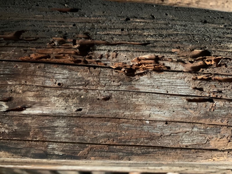 Traitement contre les fourmis Charpentière sur charpente bois à Toulon dans le Var