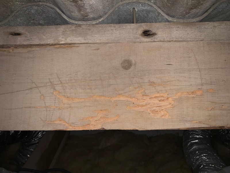 attaque capricornes sur charpente bois