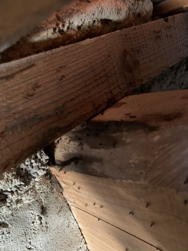 Couvreur pour traitement anti fourmis charpentière six fours les plages dans le var