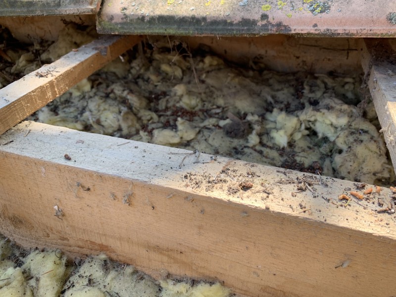 traitement fourmis charpentière sur charpente bois a six fours les plages