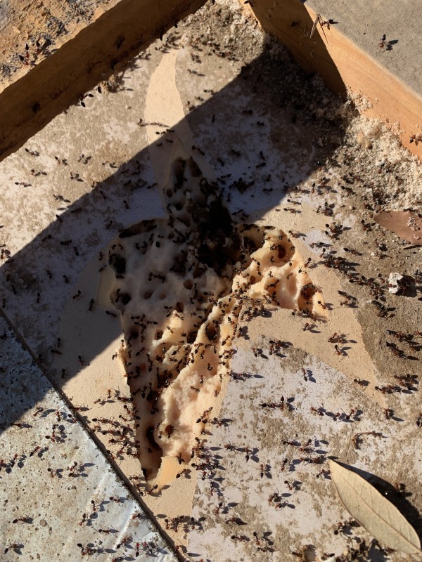 Traitement de charpente contre les fourmis charpentières à Bandol, Sanary-sur-Mer et Saint-Cyr-sur-Mer