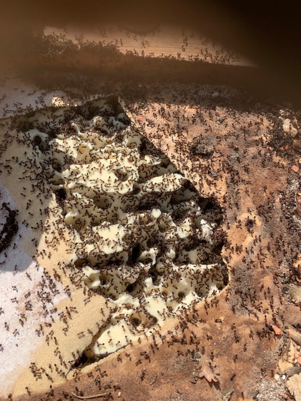 Traitement fourmis Charpentière sur charpente bois traditionnel et panneaux de sous toiture polyuréthane à six fours les plages dans le Var