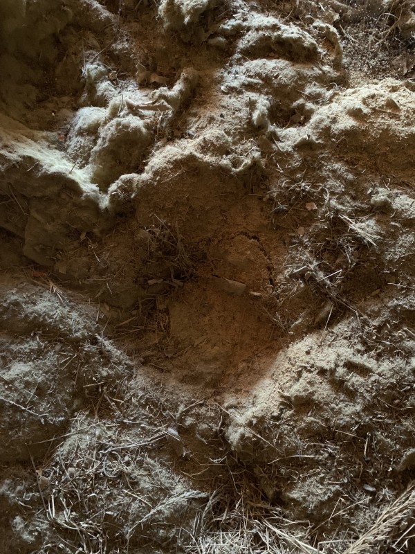 Traitement de charpente contre les fourmis charpentière et insectes xylophage à toulon dans le var