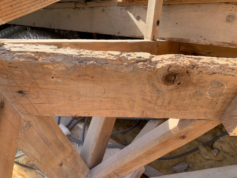 attaque fourmis charpenteière sur charpente bois