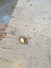 Notre zone d'activité pour ce service Traitement du bois de charpente contre les termites
